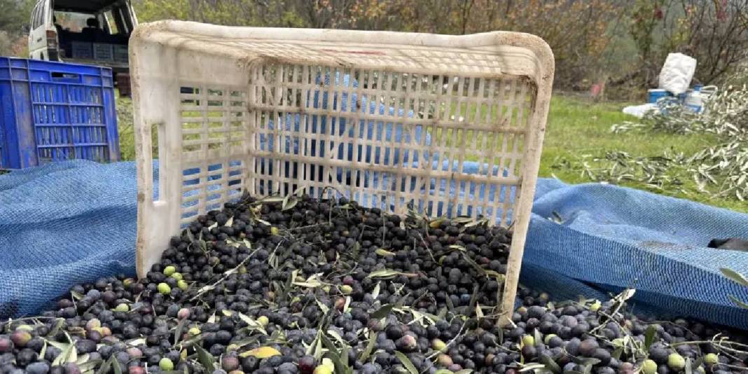 Tarladan 160 TL’ye veriyor, markette fiyatı 500’e çıkıyor! Düşük verimli hasat bitti: 2000 ton rekolte üreticiyi üzdü 5